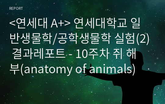 &lt;연세대 A+&gt; 연세대학교 일반생물학/공학생물학 실험(2) 결과레포트 - 10주차 쥐 해부(anatomy of animals)