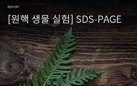 [원핵 생물 실험] SDS-PAGE