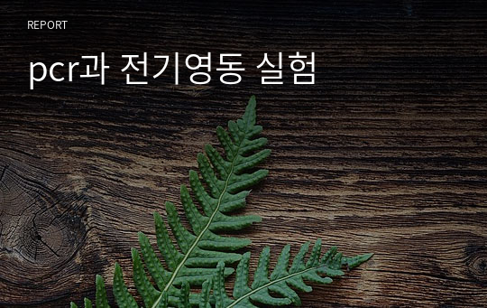 pcr과 전기영동 실험