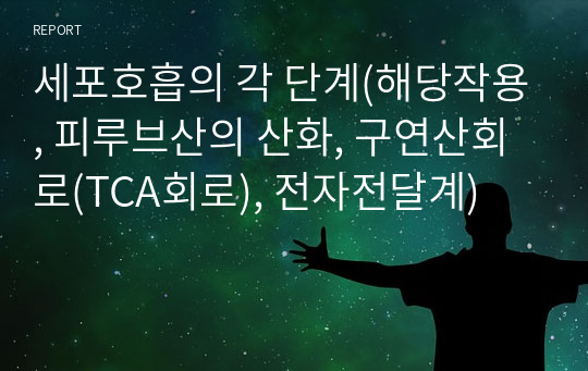 세포호흡의 각 단계(해당작용, 피루브산의 산화, 구연산회로(TCA회로), 전자전달계)