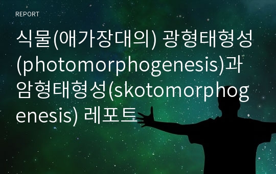 식물(애가장대의) 광형태형성(photomorphogenesis)과 암형태형성(skotomorphogenesis) 레포트