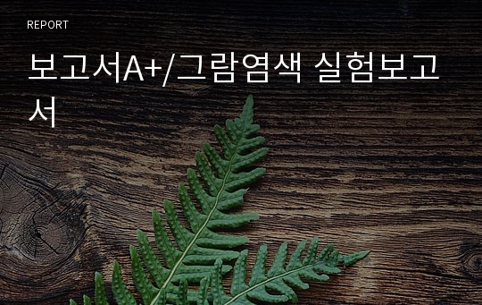 보고서A+/그람염색 실험보고서