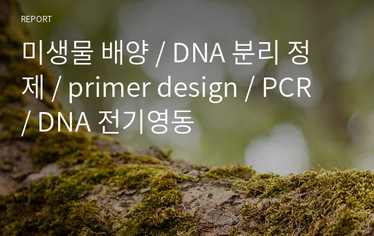 미생물 배양 / DNA 분리 정제 / primer design / PCR / DNA 전기영동