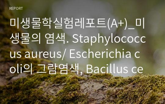 미생물학실험레포트(A+)_미생물의 염색. Staphylococcus aureus/ Escherichia coli의 그람염색, Bacillus cereus 의 아포염색(사진有)