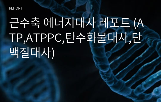 근수축 에너지대사 레포트 (ATP,ATPPC,탄수화물대사,단백질대사)