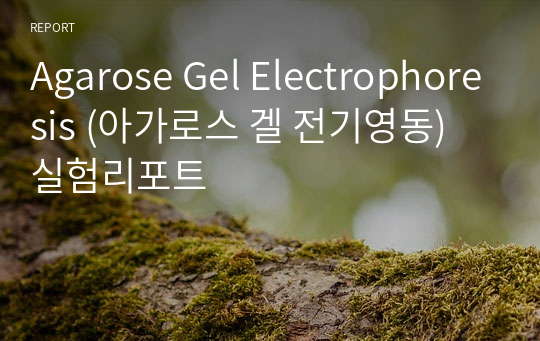 Agarose Gel Electrophoresis (아가로스 겔 전기영동) 실험리포트