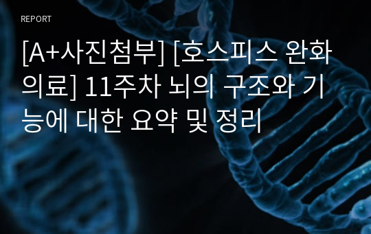 [A+사진첨부] [호스피스 완화의료] 11주차 뇌의 구조와 기능에 대한 요약 및 정리