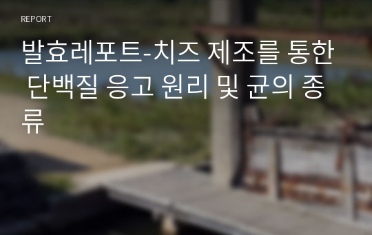 발효레포트-치즈 제조를 통한 단백질 응고 원리 및 균의 종류