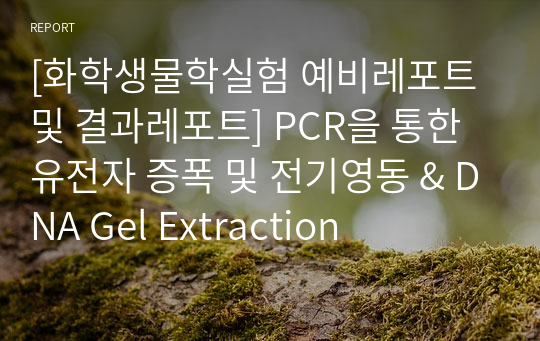 [화학생물학실험 예비레포트 및 결과레포트] PCR을 통한 유전자 증폭 및 전기영동 &amp; DNA Gel Extraction