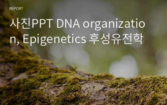 사진PPT DNA organization, Epigenetics 후성유전학