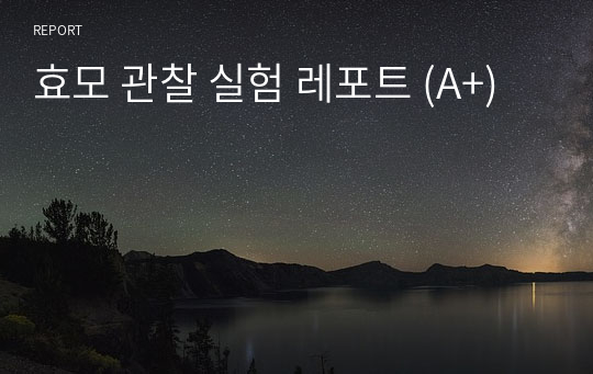 효모 관찰 실험 레포트 (A+)