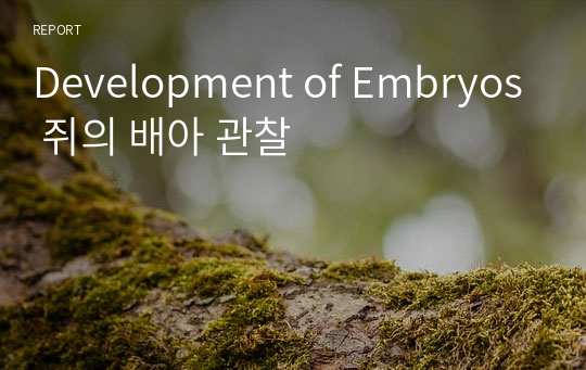 Development of Embryos 쥐의 배아 관찰