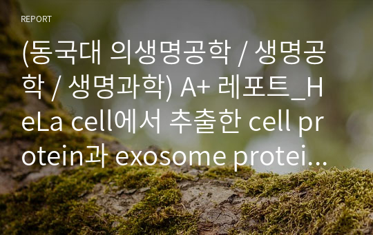 (동국대 의생명공학 / 생명공학 / 생명과학) A+ 레포트_HeLa cell에서 추출한 cell protein과 exosome protein BCA단백질 정량화를 하고 SDS-PAGE를 이용하여 exosome의 발현 단백질인 CD63 발현 정도 관찰