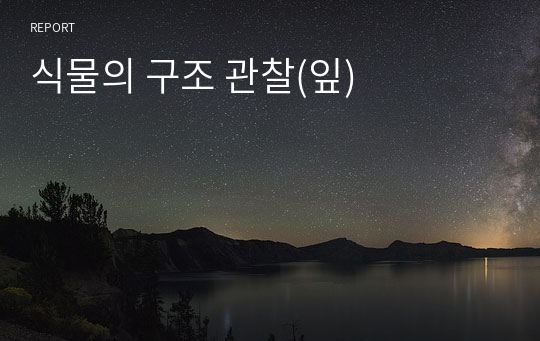 식물의 구조 관찰(잎)