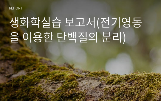 생화학실습 보고서(전기영동을 이용한 단백질의 분리)