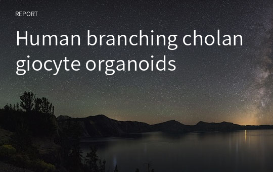 Human branching cholangiocyte organoids