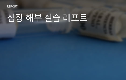 심장 해부 실습 레포트