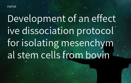 Development of an effective dissociation protocol for isolating mesenchymal stem cells from bovine intermuscular adipose tissues