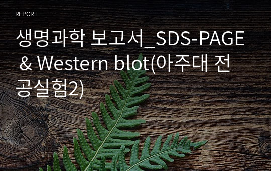 생명과학 보고서_SDS-PAGE &amp; Western blot(아주대 전공실험2)