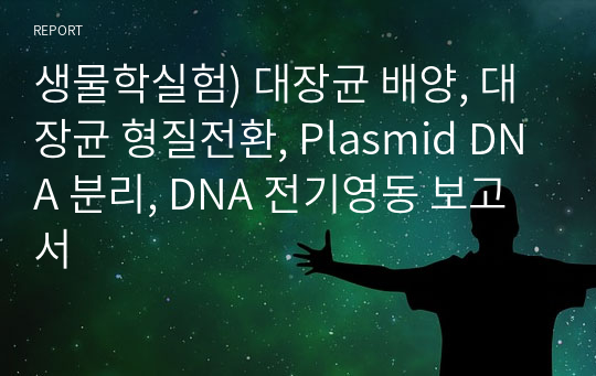 생물학실험) 대장균 배양, 대장균 형질전환, Plasmid DNA 분리, DNA 전기영동 보고서