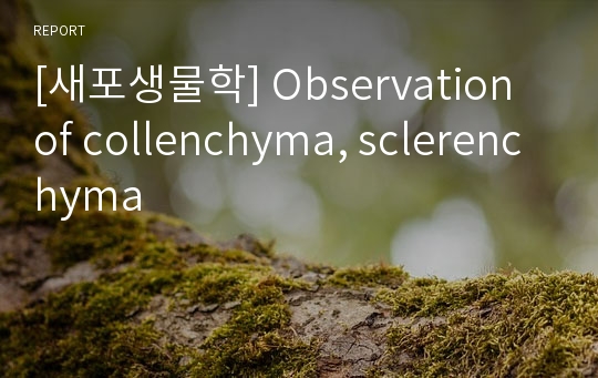 [새포생물학] Observation of collenchyma, sclerenchyma