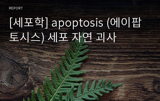 [세포학] apoptosis (에이팝토시스) 세포 자연 괴사