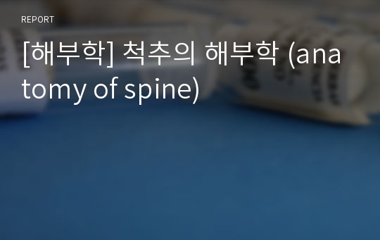 [해부학] 척추의 해부학 (anatomy of spine)