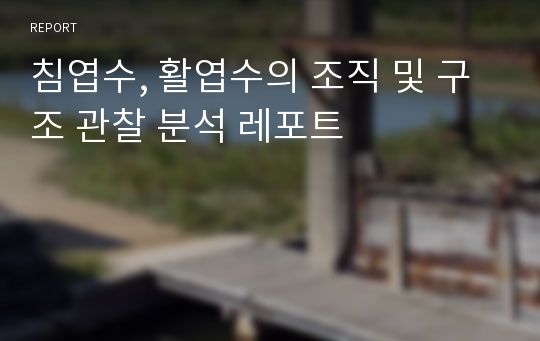 침엽수, 활엽수의 조직 및 구조 관찰 분석 레포트