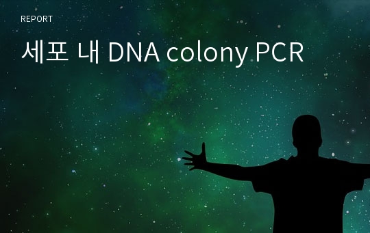세포 내 DNA colony PCR