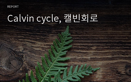 Calvin cycle, 캘빈회로