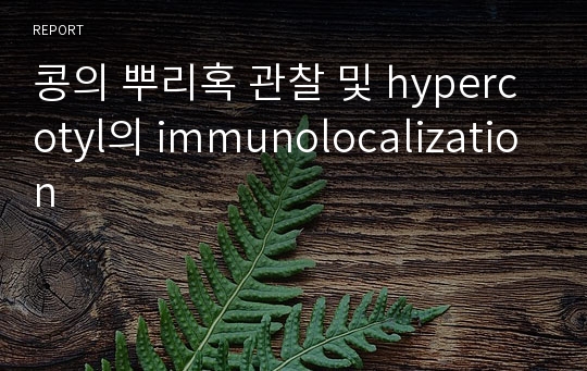 콩의 뿌리혹 관찰 및 hypercotyl의 immunolocalization
