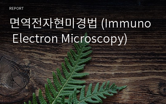 면역전자현미경법 (Immuno Electron Microscopy)