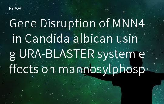 Gene Disruption of MNN4 in Candida albican using URA-BLASTER system effects on mannosylphosphrylation