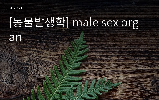 [동물발생학] male sex organ