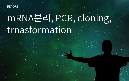 mRNA분리, PCR, cloning, trnasformation