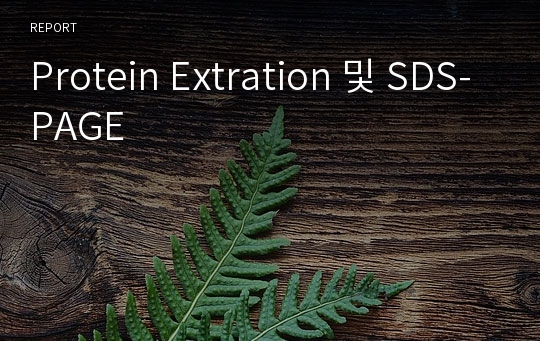 Protein Extration 및 SDS-PAGE