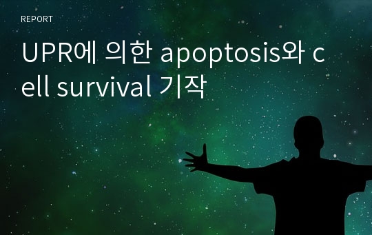 UPR에 의한 apoptosis와 cell survival 기작