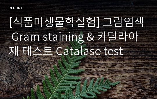 [식품미생물학실험] 그람염색 Gram staining &amp; 카탈라아제 테스트 Catalase test