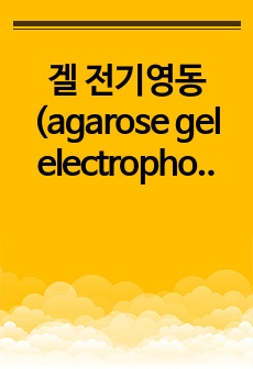 겔 전기영동 (agarose gel electrophoresis) 실험 리포트