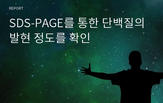 SDS-PAGE를 통한 단백질의 발현 정도를 확인