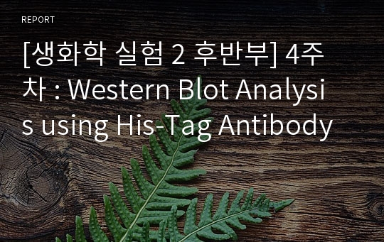 [생화학 실험 2 후반부] 4주차 : Western Blot Analysis using His-Tag Antibody