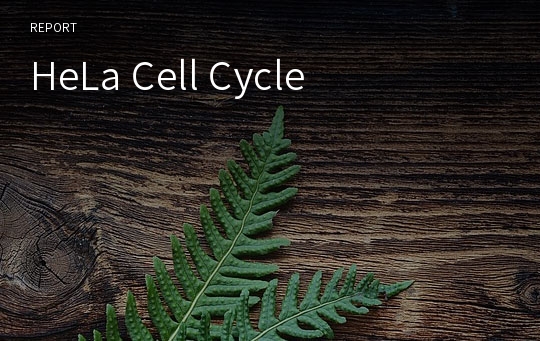 HeLa Cell Cycle