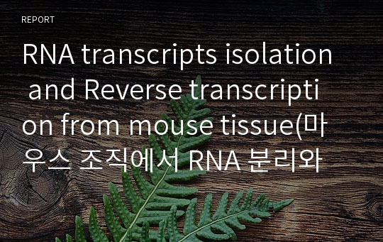 RNA transcripts isolation and Reverse transcription from mouse tissue(마우스 조직에서 RNA 분리와 역전사) 실험보고서