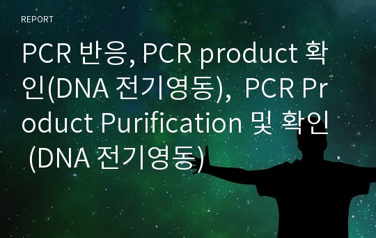PCR 반응, PCR product 확인(DNA 전기영동),  PCR Product Purification 및 확인 (DNA 전기영동)