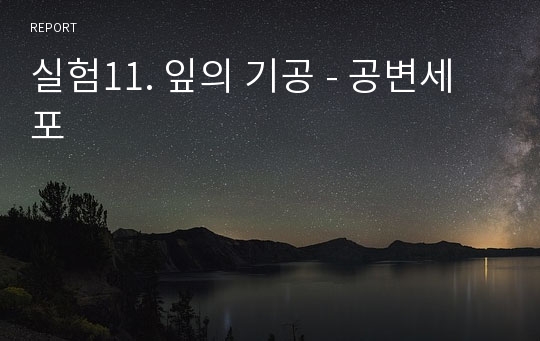 실험11. 잎의 기공 - 공변세포