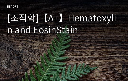 [조직학]【A+】Hematoxylin and EosinStain