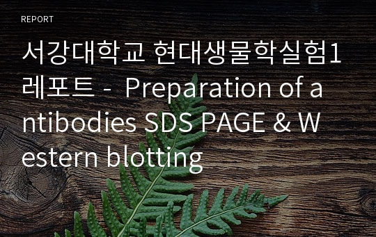 서강대학교 현대생물학실험1 레포트 -  Preparation of antibodies SDS PAGE &amp; Western blotting