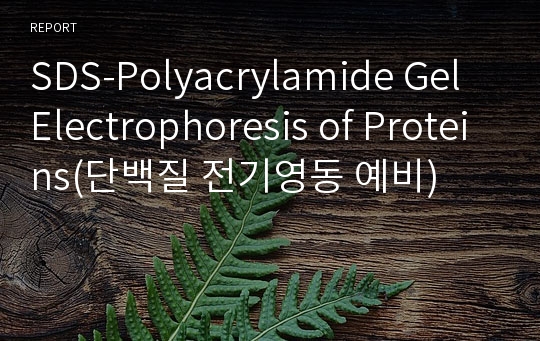 SDS-Polyacrylamide Gel Electrophoresis of Proteins(단백질 전기영동 예비)
