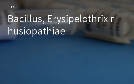 Bacillus, Erysipelothrix rhusiopathiae