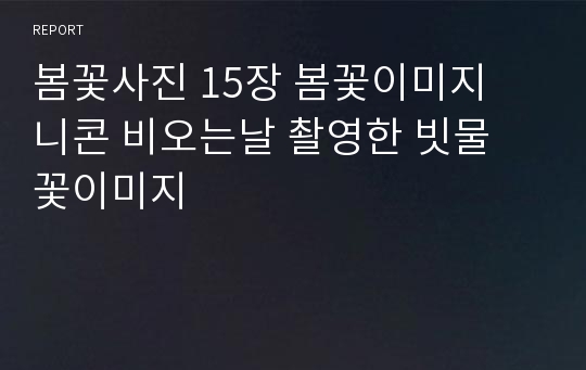 봄꽃사진 15장 봄꽃이미지  니콘 비오는날 촬영한 빗물 꽃이미지